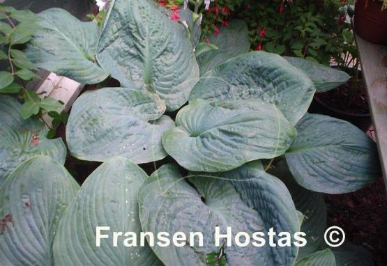 Hosta Millennium